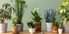 How to Choose and Care for Indoor Plants in Indore During Winter